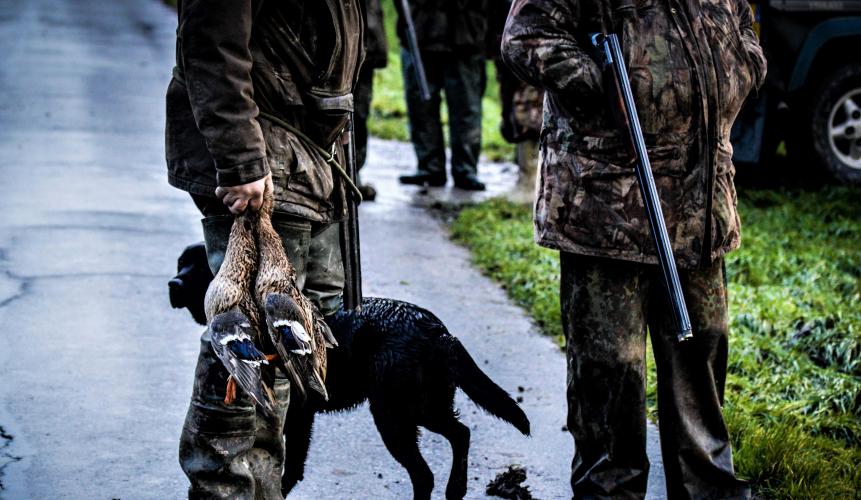 In 2017 ging het om meer dan 97.000 dieren.