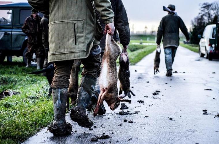 Vorig jaar zijn er minstens 41.228 hazen gedood