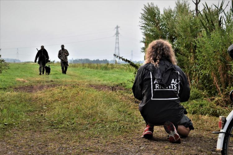 Getuige van een jachtpartij in de Krimpenerwaard.