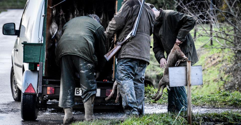 Een aanhangwagen vol met dode hazen.