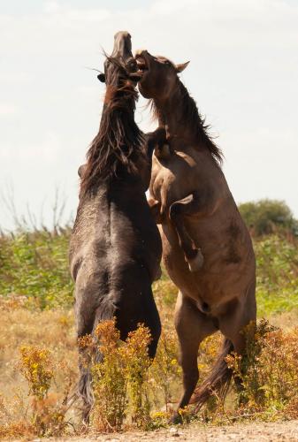 Animal Rights, OVP, Oostvaardersplassen, grote grazers