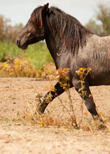 Animal Rights, OVP, Oostvaardersplassen, grote grazers