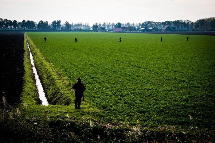 De jagers lopen in een linie door het weiland om de hazen op te drijven.