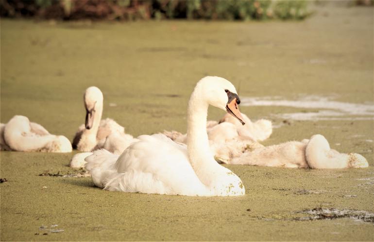 Een familie knobbelzwanen in de Krimpenerwaard.