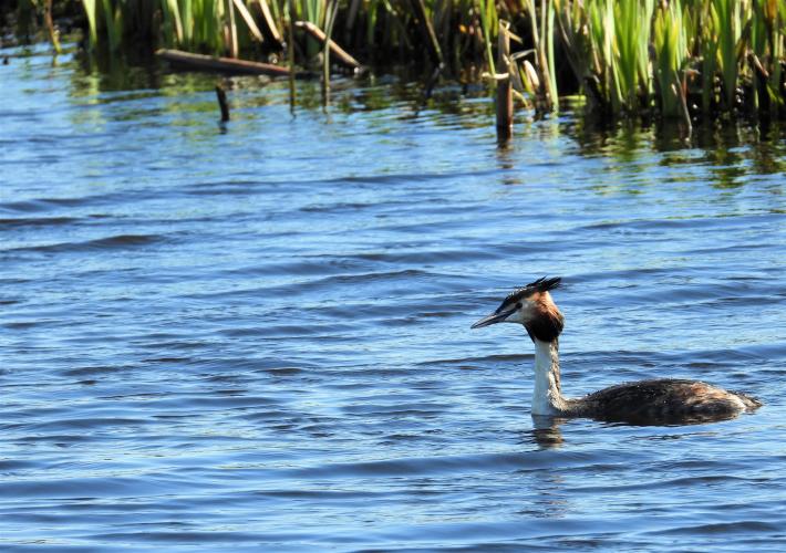 Reeuwijk is een waar vogelparadijs.