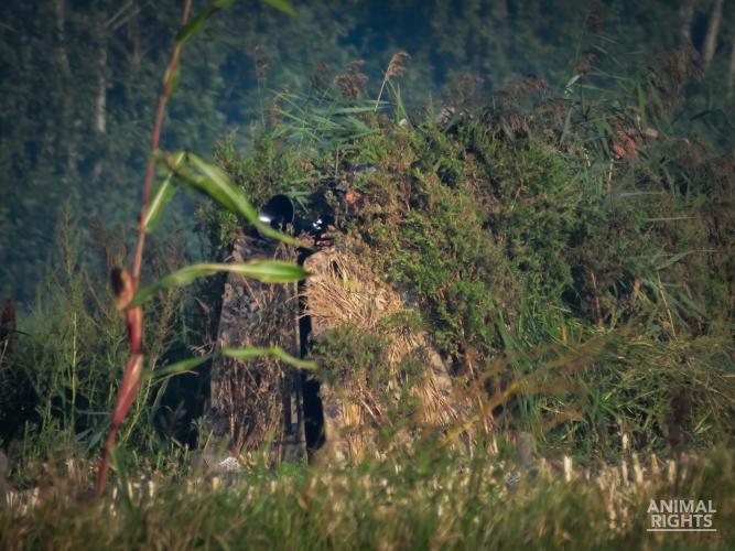 Vanuit de jachthut laten de jagers lokgeluiden horen om ganzen richting hun schietveld te lokken