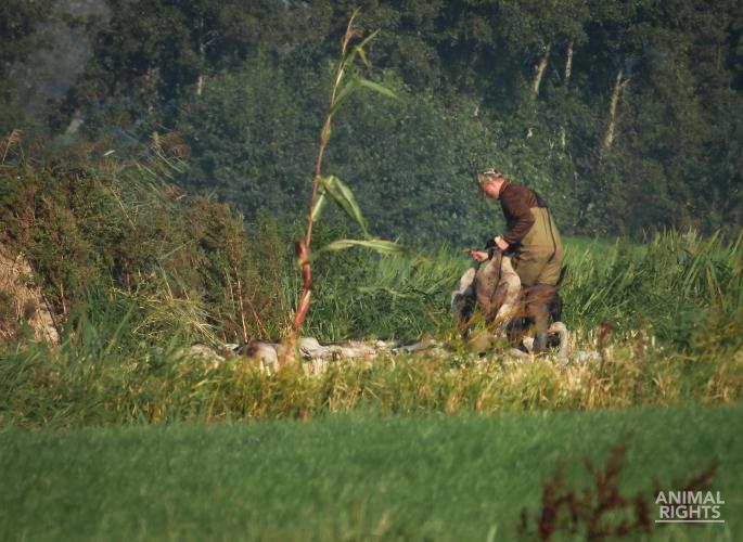 Een jager raapt de dode ganzen op die tussen de lokganzen liggen