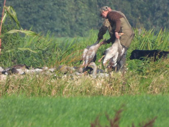 Doodgeschoten ganzen in de Krimpenerwaard