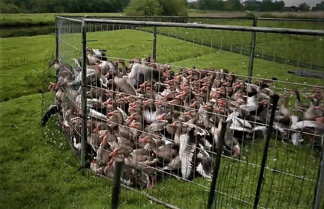 Ganzen proberen wanhopig te ontsnappen.