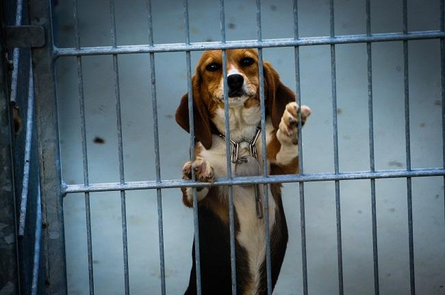 Deze beagle is gebruikt in een dodelijk giftigheidsexperiment