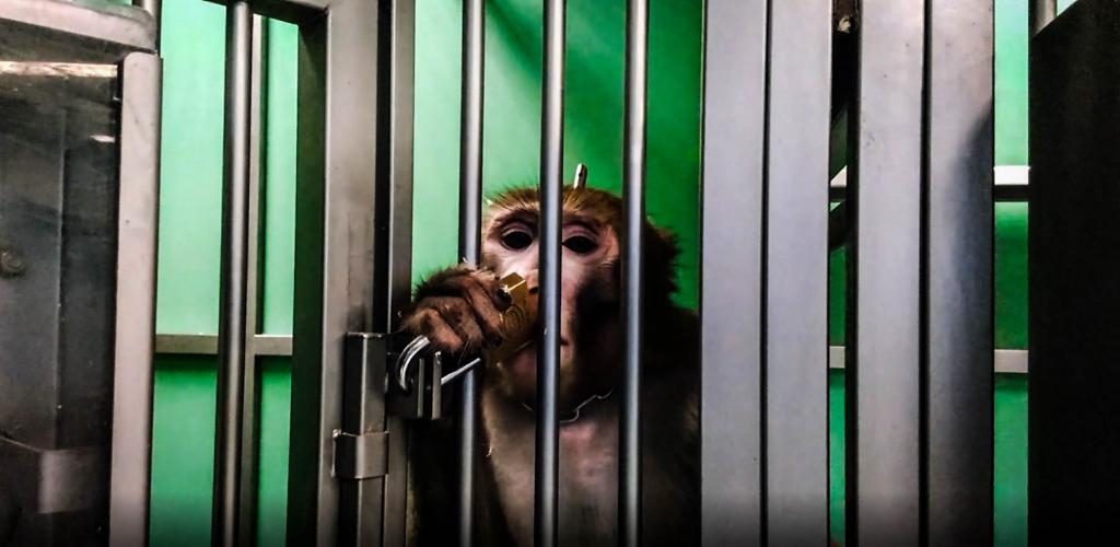 Beeld van een opgesloten aapje uit het proefdiercentrum in Parma. Fotocrediet: Essere Animali