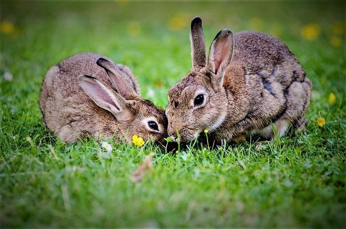 In 2018 stierven er 6.549 konijnen in het Brabantse jachtseizoen.