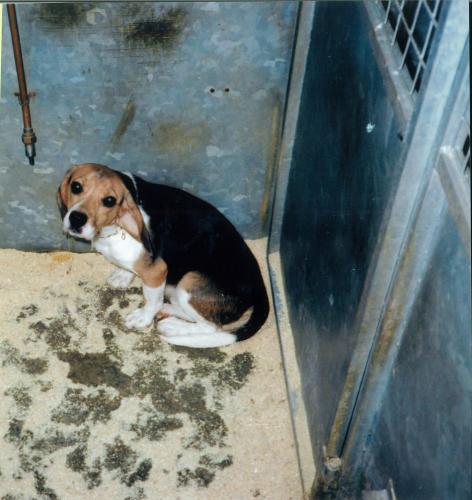 Deze honden hebben een warme mand én thuis nodig en geen koude kille vloer in een labohokje.