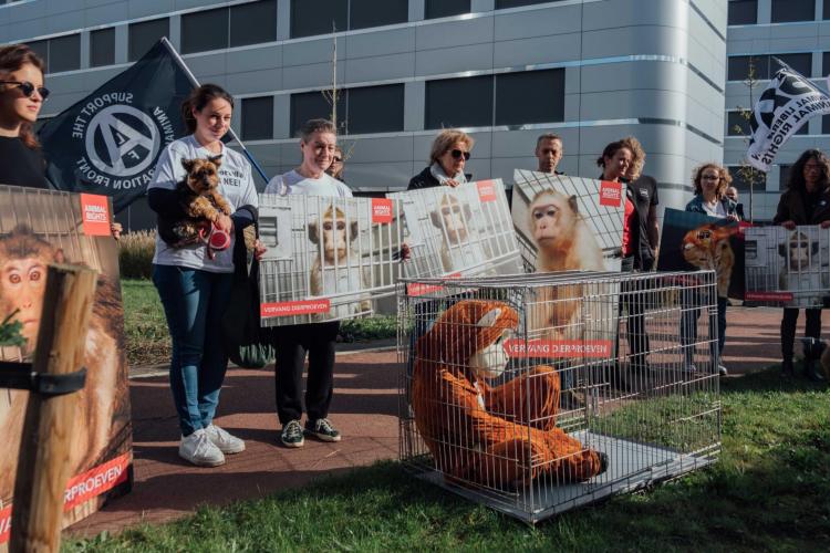 LPT 2019: Proefaap met geweld in een fixatiestoel gestoken. Fotocredit: Soko Tierschutz/ Cruelty Free International