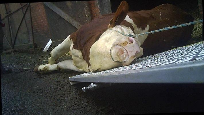 Dieren die niet meer op hun poten kunnen staan worden mishandeld en letterlijk naar het slachthuis gesleept