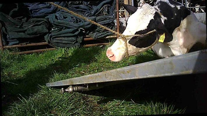 Dieren die niet meer op hun poten kunnen staan worden mishandeld en letterlijk naar het slachthuis gesleept
