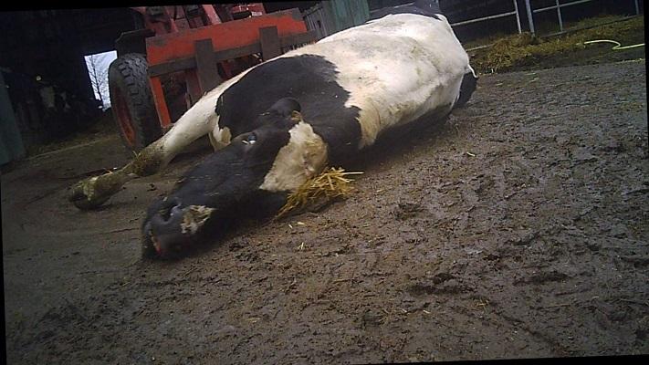 Dieren die niet meer op hun poten kunnen staan worden mishandeld en letterlijk naar het slachthuis gesleept