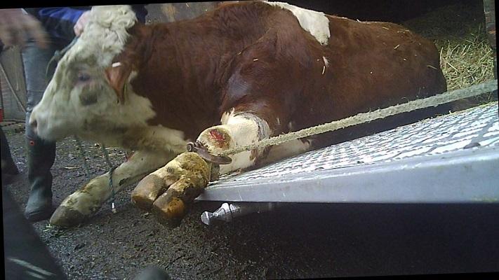 Dieren die niet meer op hun poten kunnen staan worden mishandeld en letterlijk naar het slachthuis gesleept