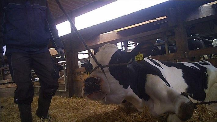 Dieren die niet meer op hun poten kunnen staan worden mishandeld en letterlijk naar het slachthuis gesleept