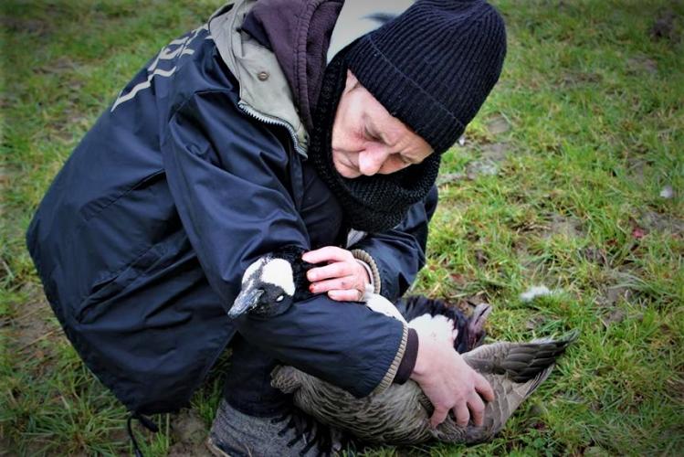 Tijdens onze eerste acties vonden we het -nog warme- lichaam van een aangeschoten gans.