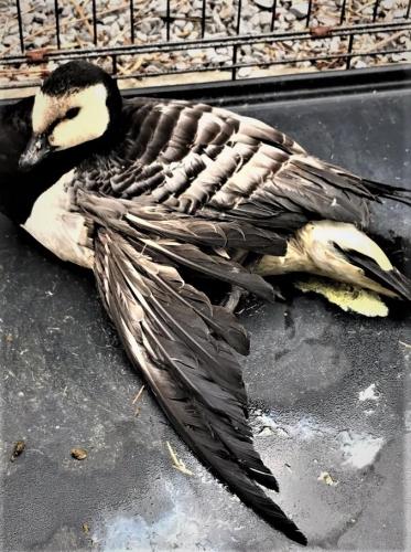 Veel gewonde dieren na de jacht in Reeuwijk.