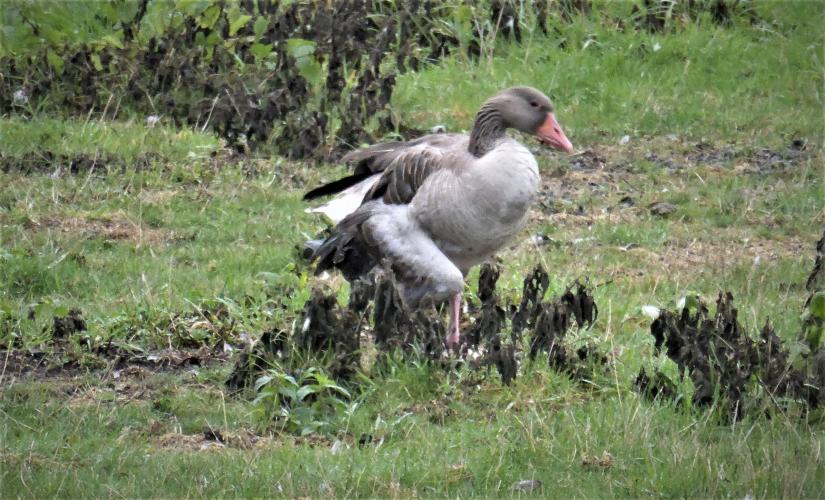 Een gewonde grauwe gans in Reeuwijk.