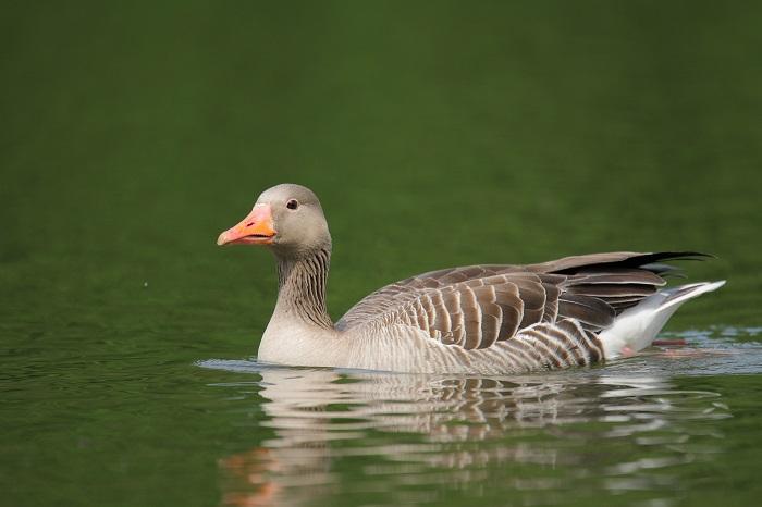 Grauwe gans, talrijk aanwezig in zomer en winter.
