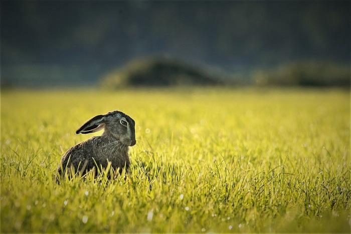 In 2018 stierven er 9.700 hazen in het Brabantse jachtseizoen.