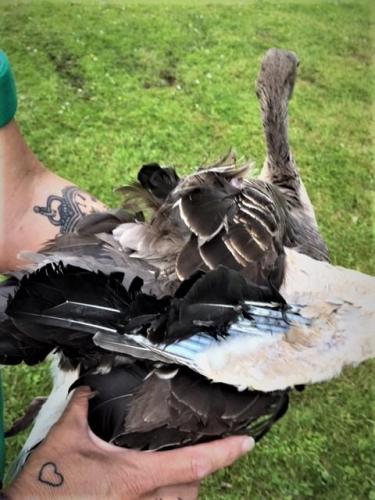 Gewonde gans met gebroken vleugel in Reeuwijk.