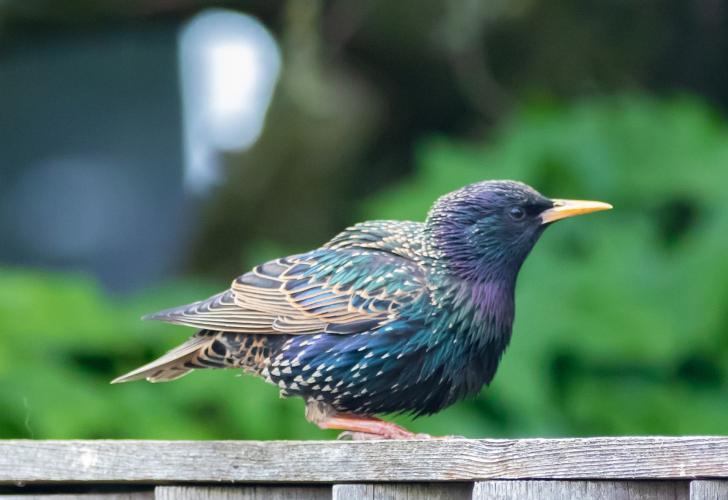 Jonge spreeuwen worden uit nesten gehaald.