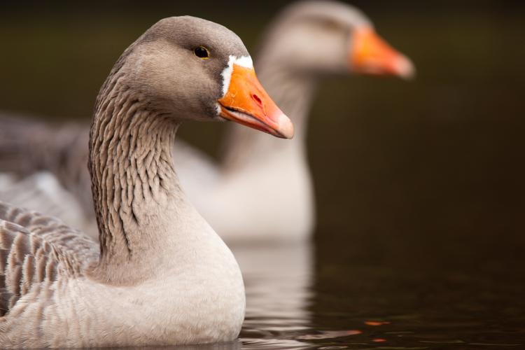 Geen enkele kolgans mag in Limburg broeden.