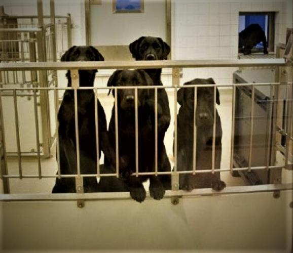 Labradors opgesloten in het laboratorium