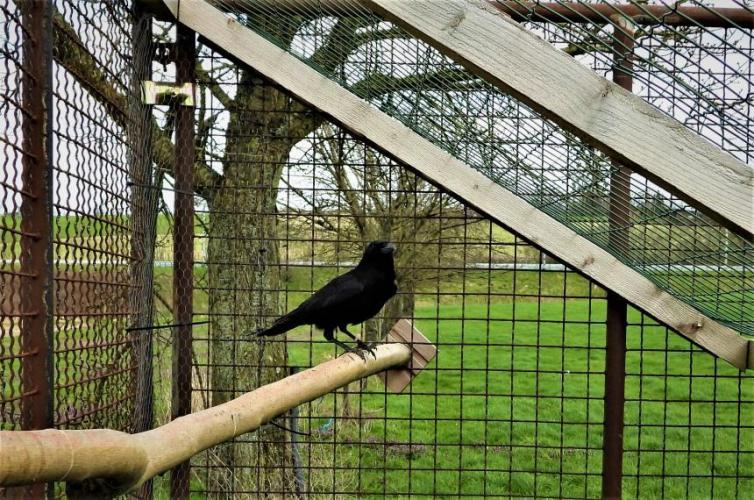 Een vangkooi in België.