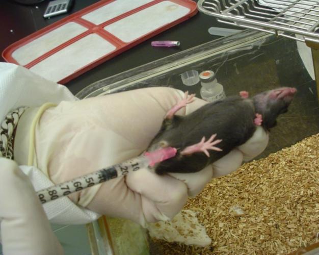 Dierproefnemer spuit kankercellen in de achterpoten van gezonde proefmuizen. Fotokrediet: Breed et al. 2018