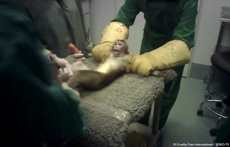 Apenhandelaar Hartelust blijkt makaken geleverd te hebben aan het afschuwelijke dierproefcentrum Vivotecnia