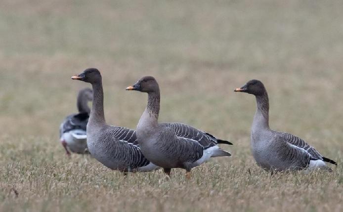 Taigarietgans, zeldzame wintergast.
