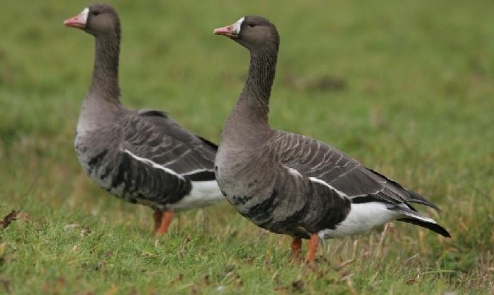 Kolgans, broedvogel en wintergast.