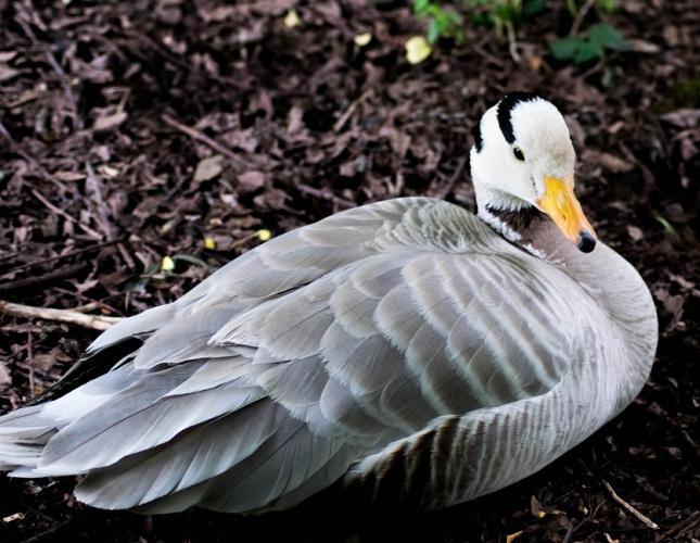 Indische gans, schaarse broedvogel en een klein aantal in de winter.