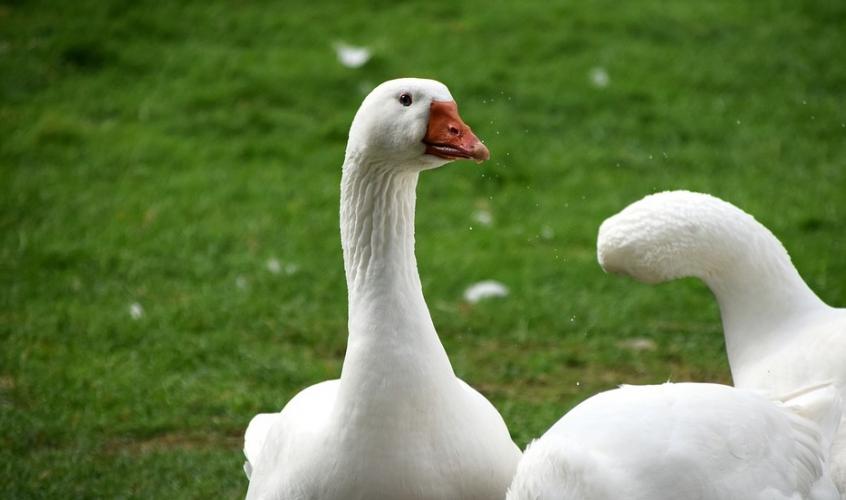 Soepgans/boerengans, broedvogel en wintergast. 