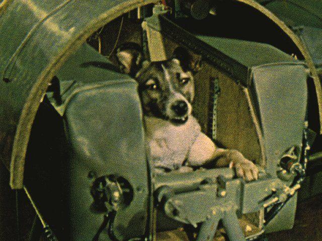 De straathond Laika was het eerste levende wezen in een baan om de aarde. Ze werd gelanceerd op de Spoetnik 2-missie van de Sovjet-Unie in november 1957. Fotocredit: NASA