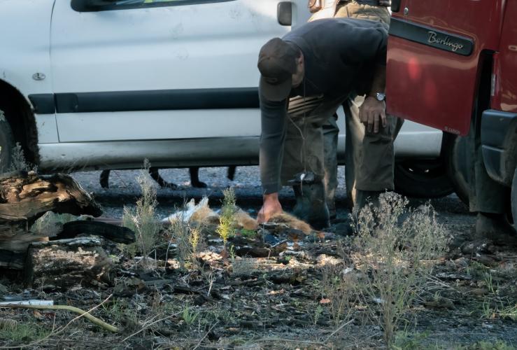 Een jager, in België, raapt doodgeschoten hazen op