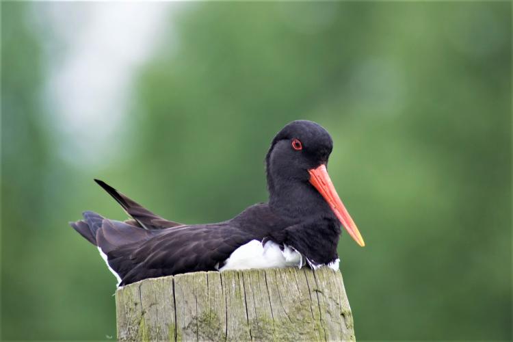 Scholeksters worden zowel aan de kust als in het binnenland aangetroffen.