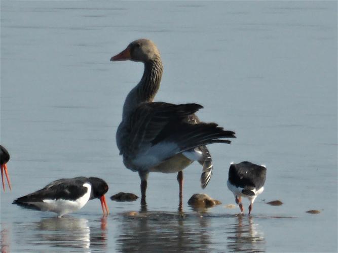 Ingestuurde beelden: gans met aangeschoten vleugel