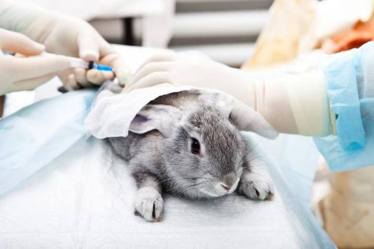 Konijnen worden gedwongen om cosmetische ingrediënten te eten of te inhaleren of het elke dag in hun geschoren huid te laten wrijven en worden op het einde afgemaakt.