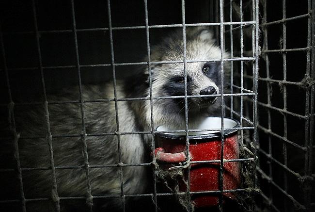 Leven in een draadgazenkooi