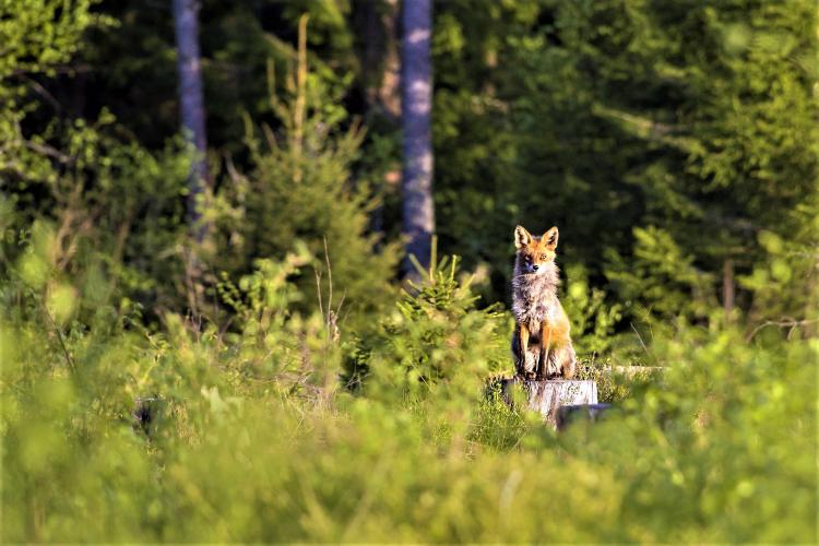 Doe mee aan de categorie zoogdieren!