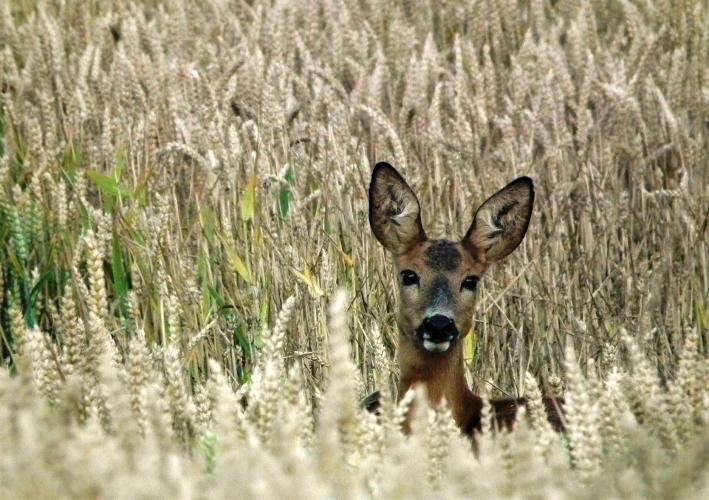 Bij open wegbermen is de kans groter dat zowel dieren als bestuurders elkaar eerder zien.