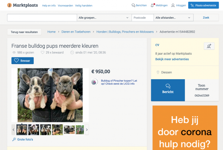 puppy dealer uit Diessen kan gewoon gang blijven gaan Animal Rights