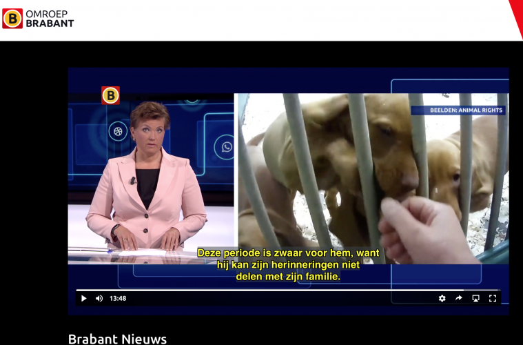 puppy dealer uit Diessen kan gewoon gang blijven gaan Animal Rights
