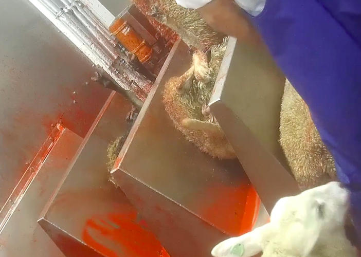 De schapen worden te lang gefixeerd en sommigen worden hardhandig in het fixatieapparaat gesmeten